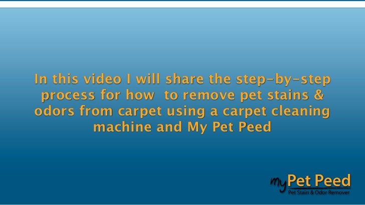 my pet peed my pet peed